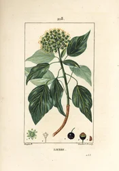 Climbing Ivy - Harvinainen muratti, Hedera helix. Lambert Juniorin käsinvärinen pistekuparikaiverrus Pierre Jean-Francois Turpinin piirustuksesta Chaumetonista, Poiret