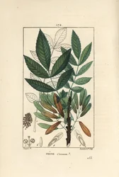 Harvinainen saarni tai saarnipiippu - Tuhkapuu, Fraxinus excelsior, jossa näkyy oksa, lehdet, siemenet ja lehti ääriviivattuna. Lambert Juniorin käsinvärinen pistekuparikaiverrus Pierre Jean-Francois Turpinin piirroksesta Chaumetonista, Poiret