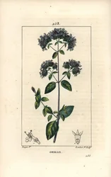 Tavallinen oregano, jota kutsutaan myös luonnonvaraiseksi meiramiksi - Oregano tai villimeirami, Origanum vulgare, kukka, lehti, varsi ja siemen. Lambert Juniorin käsinvärinen pistekuparikaiverrus Pierre Jean-Francois Turpinin piirustuksesta Chaumetonista,