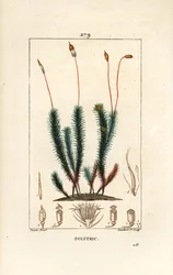 Common polytrichum (vaahto) - Common haircap sammal, Common polytrichum. Lambert Juniorin käsinvärinen pistekuparikaiverrus Pierre Jean-Francois Turpinin piirustuksesta Chaumetonista, Poiret