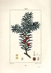 Tavallinen marjakuusi tai marjakuusi marja - marjakuusi, Taxus baccata. Lambert Juniorin käsinvärinen pistekuparikaiverrus Pierre Jean-Francois Turpinin piirustuksesta Chaumetonista, Poiret