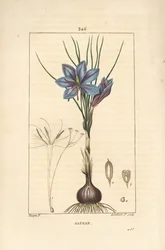 Crocus - Sahramikrookus, Crocus sativus, jossa näkyy kukka, lehti, varsi, sipuli ja stigma. Lambert Juniorin käsinvärinen pistekuparikaiverrus Pierre Jean-Francois Turpinin piirustuksesta Chaumetonista, Poiret
