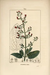 Korva-skrofulari - Vesivikuna-, Scrophularia aquatica, kukka-, lehti-, varsi-, siemen- ja lehtien ääriviivat. Lambert Juniorin käsinvärinen pistekuparikaiverrus Pierre Jean-Francois Turpinin piirustuksesta Chaumetonista, Poiret