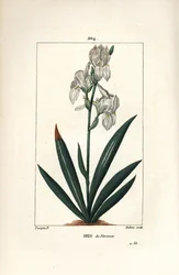 Firenzen iiris, Firenzen iiris - Firenzen iiris, Iris florentina, kukka ja lehti. Dubois