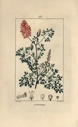 Fumeterre officinale tai Foot de Celine - Fumitory, Fumaria officinalis, jossa näkyy kukkia, lehtiä ja siemeniä. Lambert Juniorin käsinvärinen pistekuparikaiverrus Pierre Jean-Francois Turpinin piirroksesta Chaumetonista, Poiret