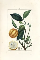 Garcinia gummi gutta tai Malabar Tamarinier, Gambooge, Brindall Bay - Gum guttae -puu, Cambogia gutta, hedelmät, lehdet, kukat ja hedelmät osassa. Lambert Juniorin käsinvärinen pistekuparikaiverrus Pierre Jean-Francois Turpinin piirroksesta