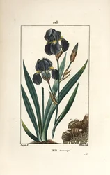 Saksalainen iiris tai puutarhaiiris - Blue flower de luce, Iris germanica, lehti, kukka ja juuri. Dubois