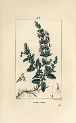 Germandree petit tammi - Germander, Teucrium chamaedrys. Lambert Juniorin käsinvärinen pistekuparikaiverrus Pierre Jean-Francois Turpinin piirustuksesta Chaumetonista, Poiret