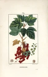 Gooseillier a -terttuja - Punaherukka, Ribes rubrum, lehtiä, varsia, hedelmiä ja kukkia. Lambert Juniorin käsinvärinen pistekuparikaiverrus Pierre Jean-Francois Turpinin piirustuksesta Chaumetonista, Poiret