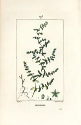Herniary glabrous tai turquette - Rupture wort, Herniaria glabra. Lambert Juniorin käsinvärinen pistekuparikaiverrus Pierre Jean-Francois Turpinin piirustuksesta Chaumetonista, Poiret