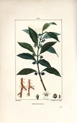 Ipeca tai Ipecacuana - Ipecacuanha, Psychotria emetica, lehtiä, kukkia ja juuria. Lambert Juniorin käsinvärinen pistekuparikaiverrus Pierre Jean-Francois Turpinin piirroksesta Chaumetonista, Poiret