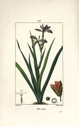 Iris fetide tai iirisjalka, haiseva iiris - Haiseva iiris, Iris foetida, jossa kukka, lehti ja siemenpalko. Dubois