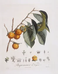 Japanilainen kaki tai kaki (Diospyros kaki), Henry Louis Duhamel du Monceau, Pierre Jean Francois Turpinin kasvitieteellinen levy