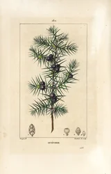 Katajapuu, Juniperus vulgaris, jossa näkyy lehtiä, marjoja ja varsia. Lambert Juniorin käsinvärinen pistekuparikaiverrus Pierre Jean-Francois Turpinin piirustuksesta Chaumetonista, Poiret