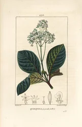 Ladenbergia oblongifolia (Cinchona magnifolia), jossa on kukka, oksa, lehti ja siemen. Lambert Juniorin käsinvärinen pistekuparikaiverrus Pierre Jean-Francois Turpinin piirustuksesta Chaumetonista, Poiret