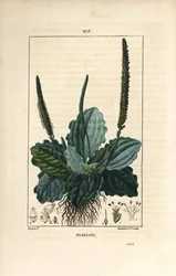 Large Plantain - Plantain, suuri jauhobanaani, lehtiä, kukkia ja juuria. Lambert Juniorin käsinvärinen pistekuparikaiverrus Pierre Jean-Francois Turpinin piirustuksesta Chaumetonista, Poiret