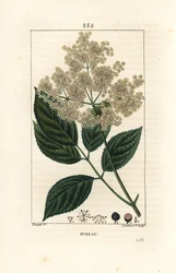Iso seljanmarja tai mustaselja - Tavallinen selnikko, Sambucus nigra. Lambert Juniorin käsinvärinen pistekuparikaiverrus Pierre Jean-Francois Turpinin piirroksesta Chaumetonista, Poiret