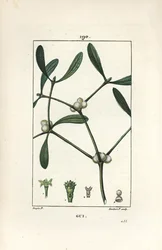 Lehtinen misteli - Misteli, Vissperm albumi. Lambert Juniorin käsinvärinen pistekuparikaiverrus Pierre Jean-Francois Turpinin piirustuksesta Chaumetonista, Poiret