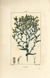 Salaatti - salaatti, Lactuca sativa. Lambert Juniorin käsinvärinen pistekuparikaiverrus Pierre Jean-Francois Turpinin piirustuksesta Chaumetonista, Poiret