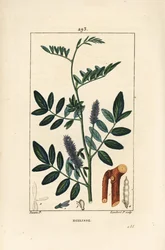 Lakritsi tai lakritsi, Glycyrrhiza glabra, kukka, lehti, kuori, puumainen oksa ja siemen. Lambert Juniorin käsinvärinen pistekuparikaiverrus Pierre Jean-Francois Turpinin piirroksesta Chaumetonista, Poiret