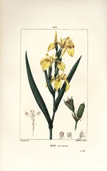 Marsh Iris tai Water Yellow Iris - Keltainen iiris, Iris palustris lutea, kukka, lehti ja siemenpalko. Lambert Juniorin käsinvärinen pistekuparikaiverrus Pierre Jean-Francois Turpinin piirustuksesta Chaumetonista, Poiret