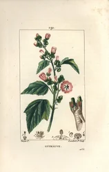Marshmallow, Wild Marshmallow tai White Mallow - Marshmallow, Althaea officinalis. Lambert Juniorin käsinvärinen pistekuparikaiverrus Pierre Jean-Francois Turpinin piirroksesta Chaumetonista, Poiret