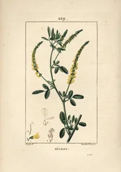 Melilot - Melilot apilotti, Melitotus officinarum. Lambert Juniorin käsinvärinen pistekuparikaiverrus Pierre Jean-Francois Turpinin piirustuksesta Chaumetonista, Poiret