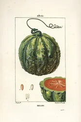 Meloni, hedelmä - Meloni, Cucumis melo, hedelmät osassa. Lambert Juniorin käsinvärinen pistekuparikaiverrus Pierre Jean-Francois Turpinin piirustuksesta Chaumetonista, Poiret