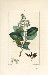 Michurago tai fruta de mono, Ladenbergia macrocarpa (Cinchona ovalifolia), jossa kukka, lehti, varsi ja siemen. Lambert Juniorin käsinvärinen pistekuparikaiverrus Pierre Jean-Francois Turpinin piirroksesta Chaumetonista, Poiret