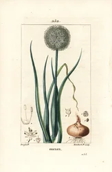 Sipuli - Sipuli, Allium cepa, kukka, lehti, sipuli ja juuret. Lambert Juniorin käsinvärinen pistekuparikaiverrus Pierre Jean-Francois Turpinin piirustuksesta Chaumetonista, Poiret