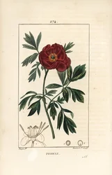 Peony officinale - Euroopan pioni, Paeonia officinalis, kukka, lehti ja kukkaosien ääriviivat. Lambert Juniorin käsinvärinen pistekuparikaiverrus Pierre Jean-Francois Turpinin piirroksesta Chaumetonista, Poiret
