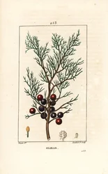 Phoenicie tai Lycia Juniper tai Red Juniper - foinikialainen kataja, arar tai suitsuke, Juniperus phoenicea, oksalla, lehdellä ja marjalla. Lambert Juniorin käsinvärinen pistekuparikaiverrus Pierre Jean-Francois Turpinin piirustuksesta, Chaumeton, Po