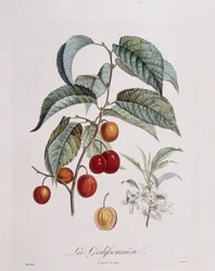 Luumu "La Galifsonniere" Henry Louis Duhamel du Monceau, Pierre Jean Francois Turpinin kasvitieteellinen levy