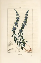 Pouliot Mint - Pennyroyal minttu, Mentha pulegium, kukka, lehti, varsi, juuri ja siemen. Lambert Juniorin käsinvärinen pistekuparikaiverrus Pierre Jean-Francois Turpinin piirroksesta Chaumetonista, Poiret