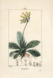 Primevere officinale ou brerelle, käki, Herb a la halvaus, Herb de Saint Paul, primerolle - Cowslip, Primula veris, jossa näkyy kukka, lehti ja juuret. Lambert Juniorin käsinvärinen pistekuparikaiverrus Pierre Jean-Francois Turpin piirroksesta