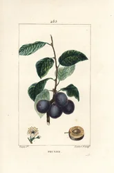 Luumu - Luumu tai luumupuu, Prunus domestica, jossa on hedelmiä, lehtiä, kukkia, oksia ja kypsiä hedelmiä. Lambert Juniorin käsinvärinen pistekuparikaiverrus Pierre Jean-Francois Turpinin piirroksesta Chaumetonista, Poiret