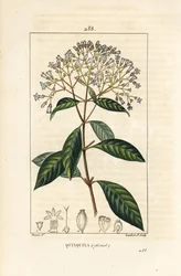 Quinquina - kiniini tai perulainen kuoripuu, Cinchona officinalis, kukka, oksa, lehti ja siemen. Lambert Juniorin käsinvärinen pistekuparikaiverrus Pierre Jean-Francois Turpinin piirustuksesta Chaumetonista, Poiret