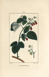 Vadelma - Vadelma, Rubus idaeus, jossa näkyy kukkia, lehtiä, piikkejä ja kypsiä hedelmiä. Lambert Juniorin käsinvärinen pistekuparikaiverrus Pierre Jean-Francois Turpinin piirroksesta Chaumetonista, Poiret