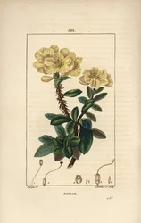 Rhododendron geant - Rosebay, Hymenanthes maxima (Rhododendron maksimi), kukka, piikikäs varsi, lehtiä ja siemeniä. Lambert Juniorin käsinvärinen pistekuparikaiverrus Pierre Jean-Francois Turpinin piirustuksesta Chaumetonista, Poiret