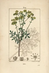 Rue des jardins tai Rue fetide – Rue tai armonyrtti, Ruta graveolens, jossa näkyy kukka, lehti, varsi, siemen ja ääriviivat. Lambert Juniorin käsinvärinen pistekuparikaiverrus Pierre Jean-Francois Turpinin piirustuksesta Chaumetonista, Poiret