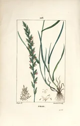 Ruisruoho, Gramen loliaceum. Lambert Juniorin käsinvärinen pistekuparikaiverrus Pierre Jean-Francois Turpinin piirustuksesta Chaumetonista, Poiret