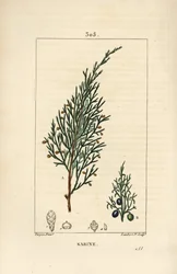 Sabiinikataja, Juniperus sabina, marjalla, lehdellä, varrella ja siemenellä. Lambert Juniorin käsinvärinen pistekuparikaiverrus Pierre Jean-Francois Turpinin piirustuksesta Chaumetonista, Poiret