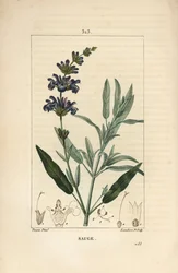 Sage officinale - Salvia officinalis, kukka, lehti, varsi ja siemen. Lambert Juniorin käsinvärinen pistekuparikaiverrus Pierre Jean-Francois Turpinin piirroksesta Chaumetonista, Poiret