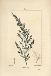 Sagebrush variete - madonsiemen tai tatarilainen eteläpuu, Artemisia santonicum. Lambert Juniorin käsinvärinen pistekuparikaiverrus Pierre Jean-Francois Turpinin piirroksesta Chaumetonista, Poiret