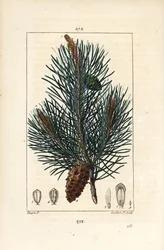 mänty - Villi mänty tai mänty, Pinus sylvestris, oksalla, neulalla ja käpyllä. Lambert Juniorin käsinvärinen pistekuparikaiverrus Pierre Jean-Francois Turpinin piirustuksesta Chaumetonista, Poiret