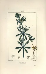 Scratteron tai rieble, grateron, tongue scratch, gaille - Goose grass, Galium aparine. Lambert Juniorin käsinvärinen pistekuparikaiverrus Pierre Jean-Francois Turpinin piirustuksesta Chaumetonista, Poiret