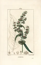Spinard sorrel ou patience des moines - Patience Dock, Rumex patientia, jossa kukka, varsi, lehdet, siemenet ja lehtien ääriviivat. Lambert Juniorin käsinvärinen pistekuparikaiverrus Pierre Jean-Francois Turpinin piirustuksesta Chaumetonista, Poiret