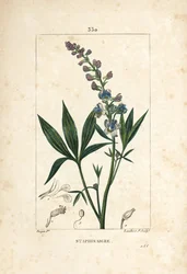 Staphisagria - Lie-bane tai stavesacre, Delphinium staphisagria, kukka, lehti, varsi ja siemen. Lambert Juniorin käsinvärinen pistekuparikaiverrus Pierre Jean-Francois Turpinin piirroksesta Chaumetonista, Poiret