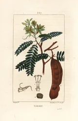 Tamarind - Tamarind, Tamarindus indica, kukka, lehti ja siemenpalko. Lambert Juniorin käsinvärinen pistekuparikaiverrus Pierre Jean-Francois Turpinin piirroksesta Chaumetonista, Poiret