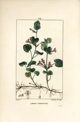 Maamuratti - Maahumala, Hedera terrestris. Lambert Juniorin käsin väritetty pistekaiverrettu kuparipiirros Pierre Jean-François Turpinin piirustuksen mukaan, Chaumetonin, Poiret